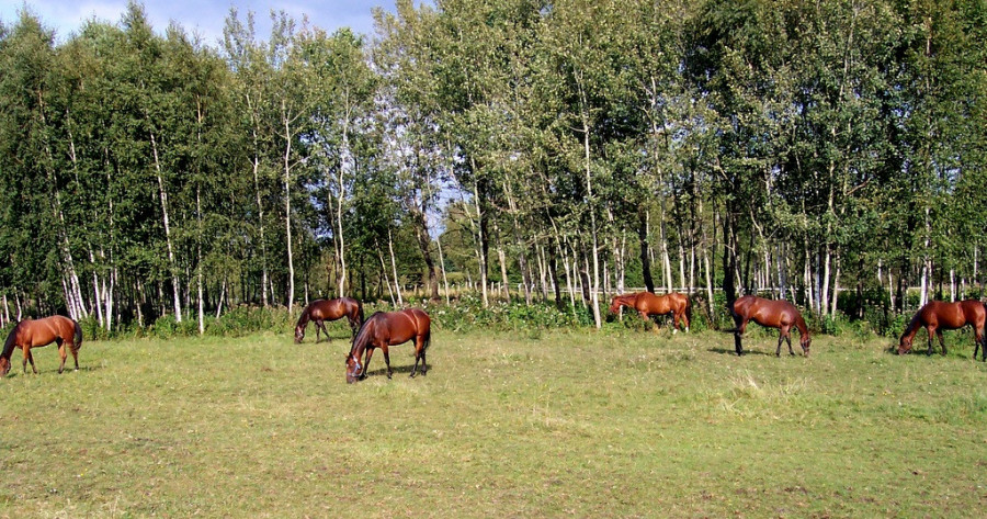 Wąbrzeźno-ranczo 11 ha- czeka na ponad 20 koni - do Gdańska 1,5 h .