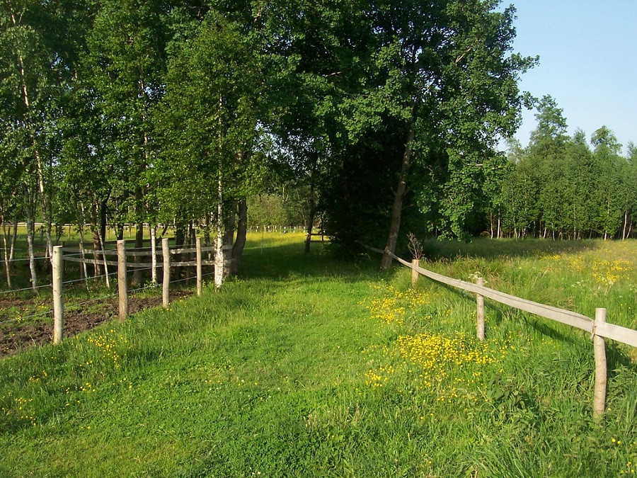 Wąbrzeźno-ranczo 11 ha- czeka na ponad 20 koni - do Gdańska 1,5 h .: zdjęcie 86405077