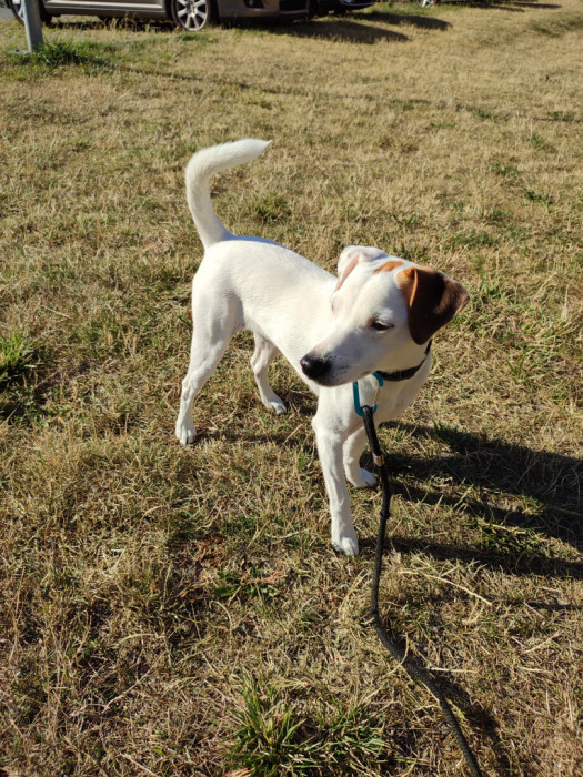 Jack Russell Terrier: zdjęcie 89747990