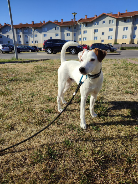 Jack Russell Terrier: zdjęcie 89747992