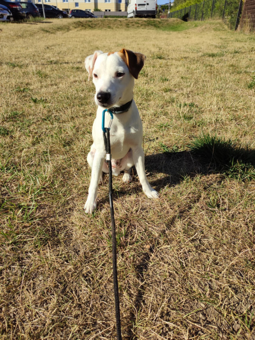 Jack Russell Terrier: zdjęcie 89747994