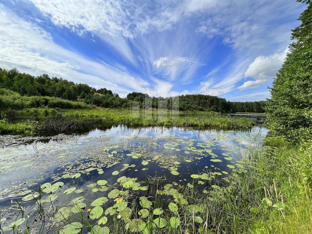 Działka z własnym Jeziorem, lasy Bory Tucholskie: zdjęcie 93429921