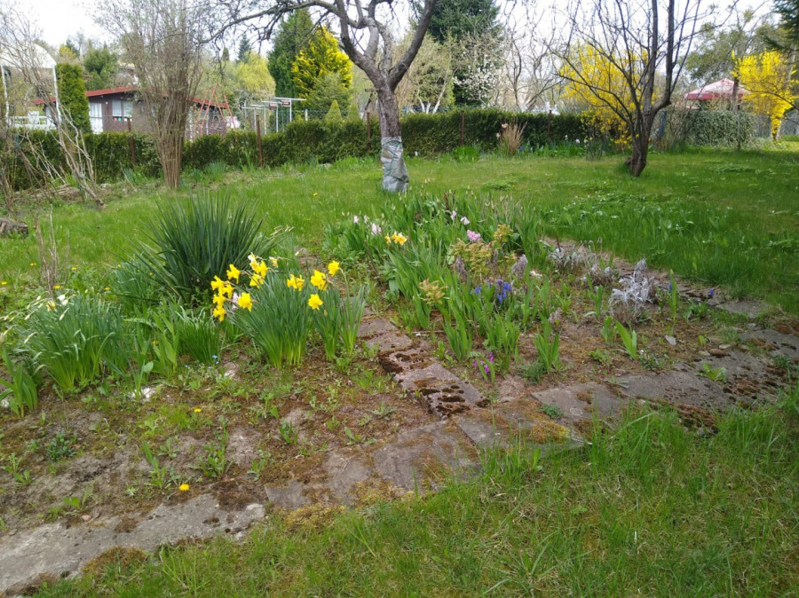 Ładny ogródek działkowy w Elblągu: zdjęcie 91574670