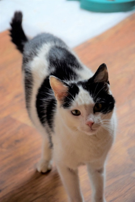 Lukrecja młoda, przymilna kotka szuka domu: zdjęcie 91682996