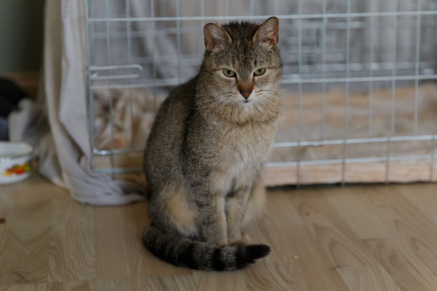 Złocista - kotka o niezwykłym futerku: zdjęcie 91703394