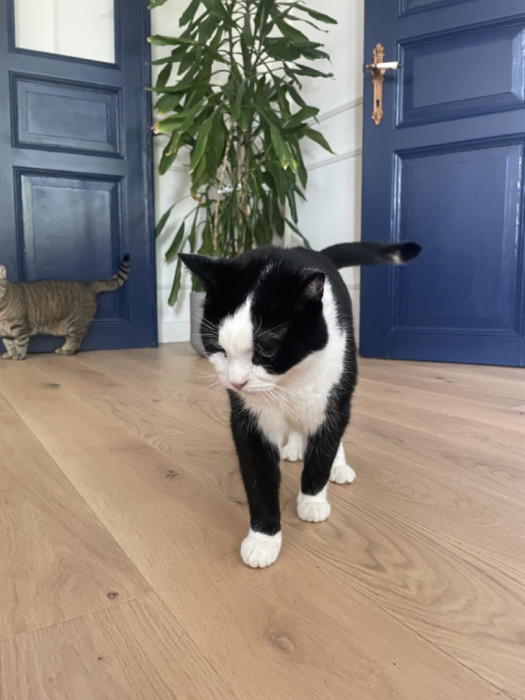 Dwa cudowne koty szukają nowego domu: zdjęcie 91746793
