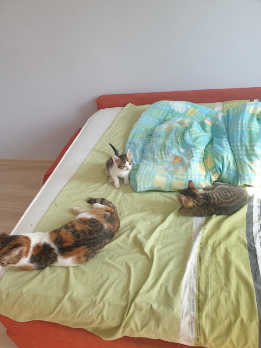Dwa male kotki szukaja dobrego domu: zdjęcie 91755234