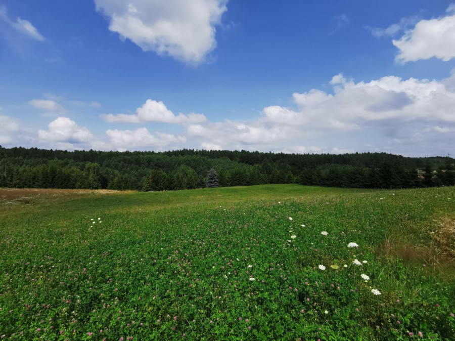 Działka budowlana przy lesie w Pinczynie: zdjęcie 92251842