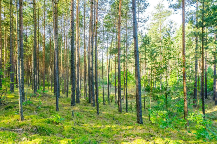 Działka leśna w Piechowicach: zdjęcie 92517834