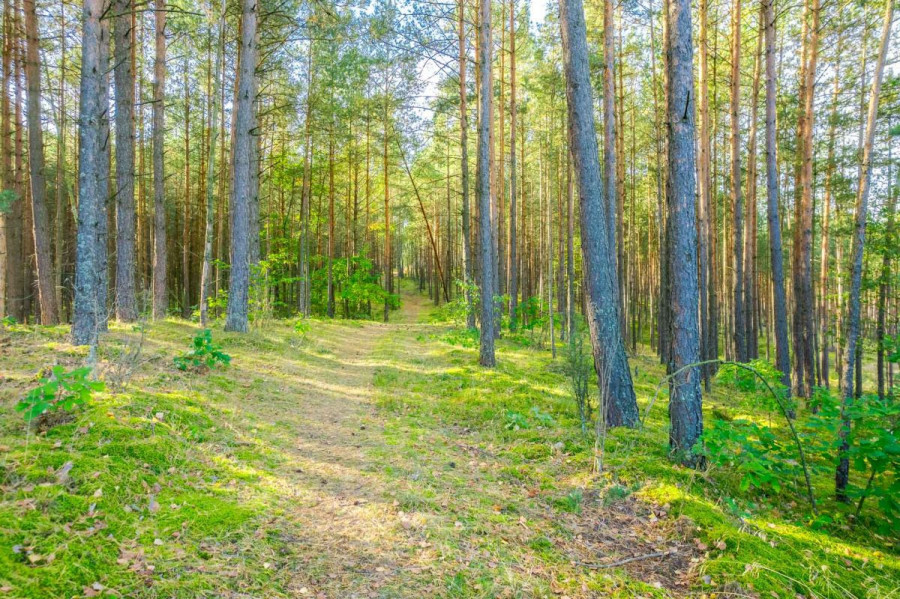 Działka leśna w Piechowicach: zdjęcie 92517822