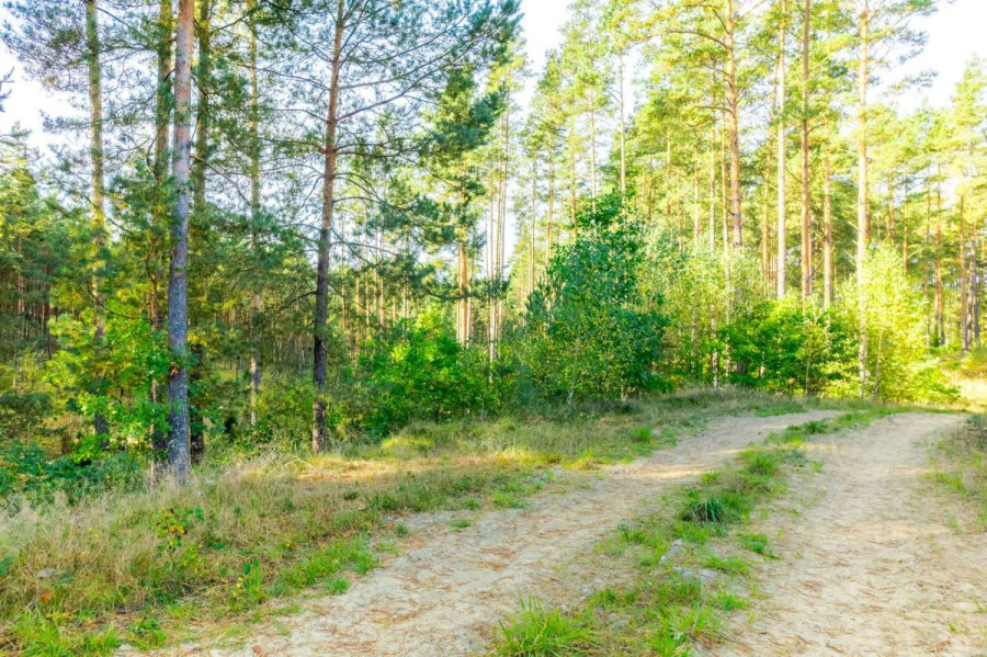 Działka leśna w Piechowicach: zdjęcie 92517823