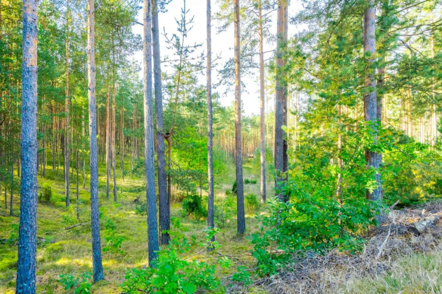 Działka leśna w Piechowicach: zdjęcie 92517826
