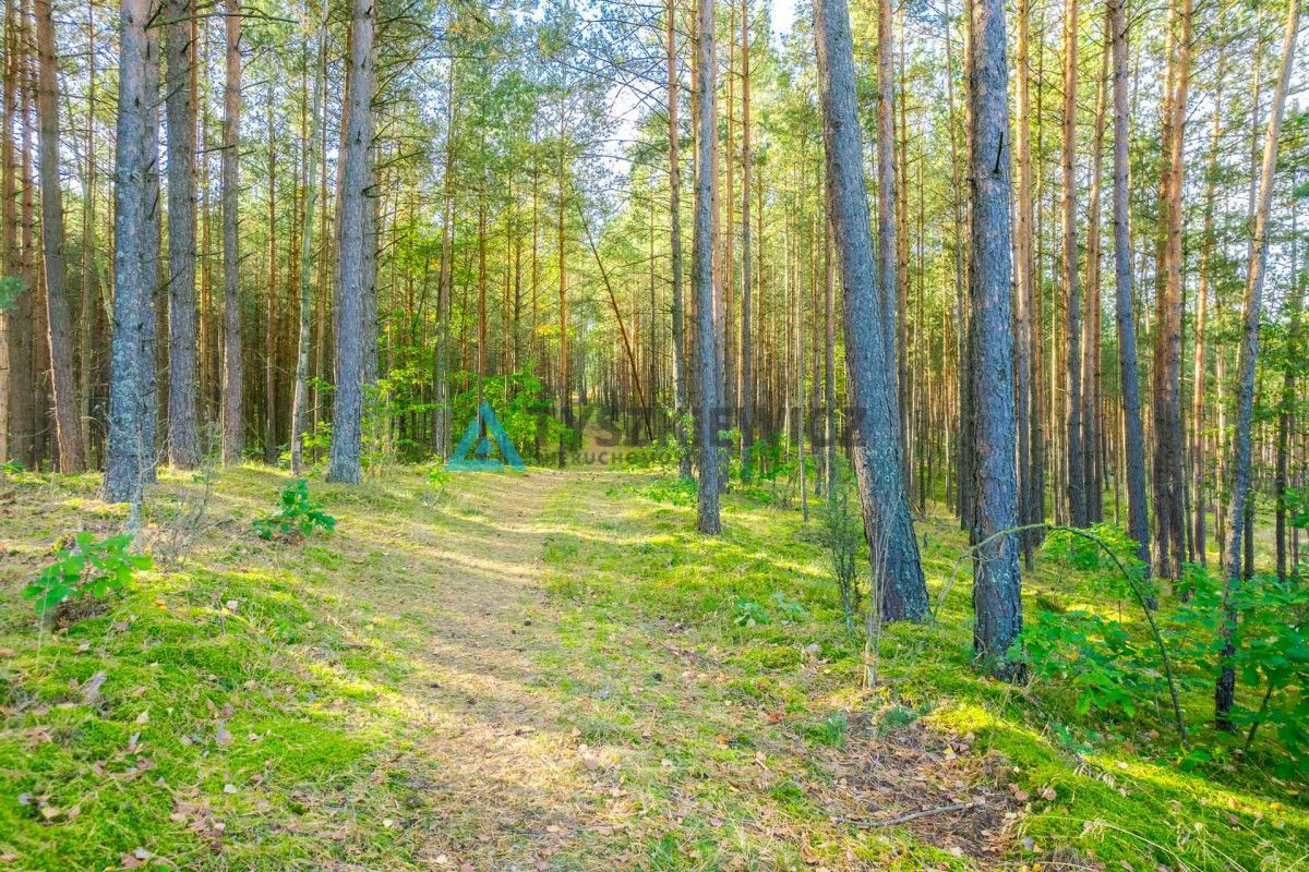 Działka leśna w Piechowicach: zdjęcie 93063636
