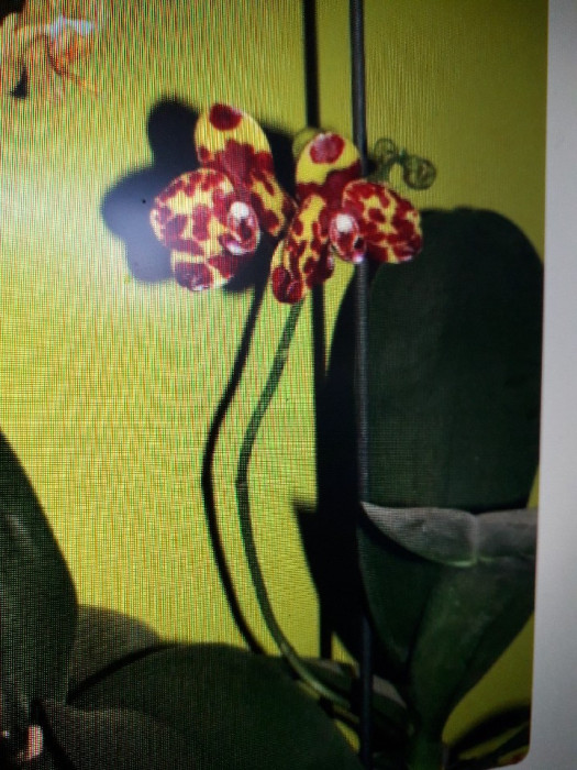 Storczyk phalaenopsis kwiaty w bordowo-żółte woskowe plamki unikat: zdjęcie 92754380