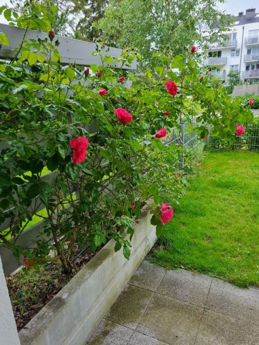 Mieszkanie 2 pok. 49 m z ogrodem Gdynia Wiczlino Patio Róży: zdjęcie 93118212
