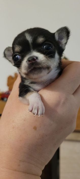 Mini Chihuahua Suczka długowłosa