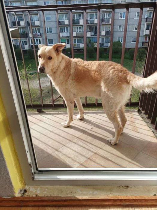 FIGO cudny spory pies szuka domu
