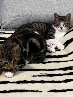 Rodzeństwo Figaro i Mew szukają kochającego domku
