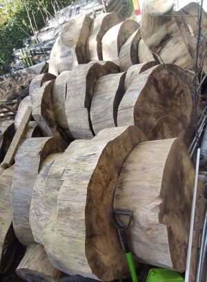 Drewno opałowe - topola