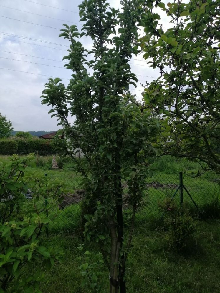 Działka rekreacyjno - ogrodnicza ROD w Rumi: zdjęcie 94076401