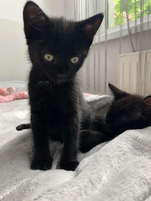 Dwa cudowne 2mc czarne kotki do adopcji!