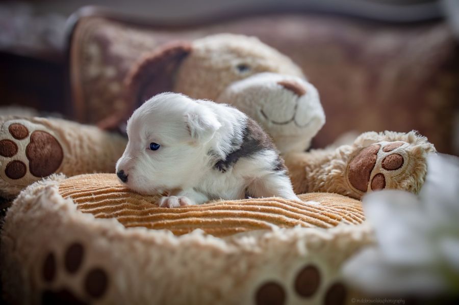 Szczenięta Border Collie FCI sierpień 24