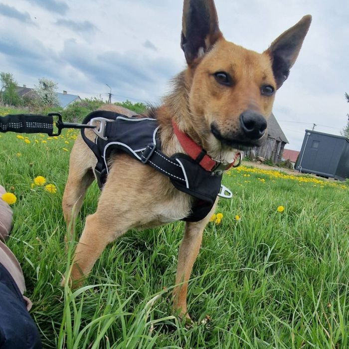 Majki poleca się do adopcji: zdjęcie 98663721