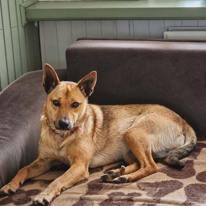 Majki poleca się do adopcji: zdjęcie 98676875