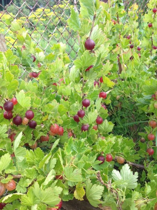 działka ogrodnicza ROD Zielony: zdjecie 98336497