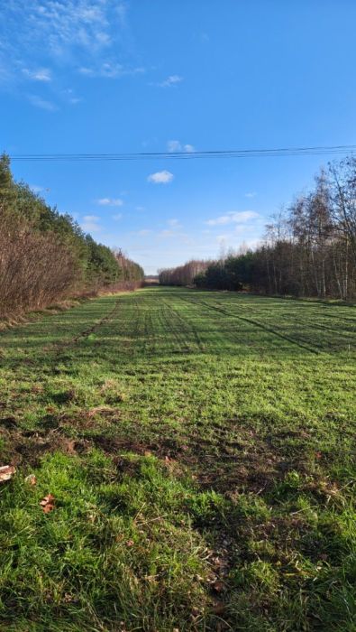 Działka z mediami - Budy Wolskie (Żyrardów) - Z: zdjęcie 98745379