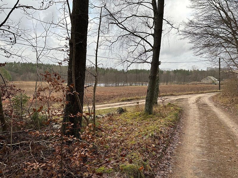 Syndyk sprzeda udział 6/324 w działkach zalesionych i drodze, Czaple: zdjęcie 98488811