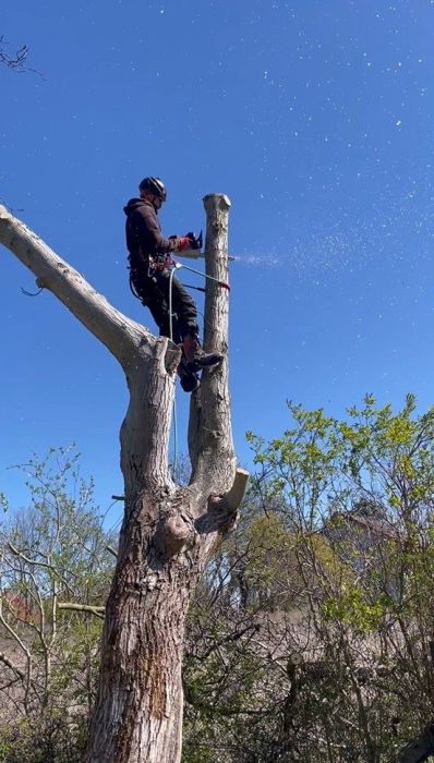 TREE CITY profesjonalna wycinka drzew i usługi ogrodowe: zdjecie 98592514