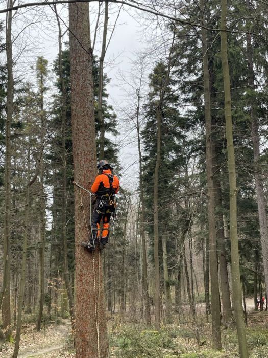 TREE CITY profesjonalna wycinka drzew i usługi ogrodowe: zdjecie 98592515