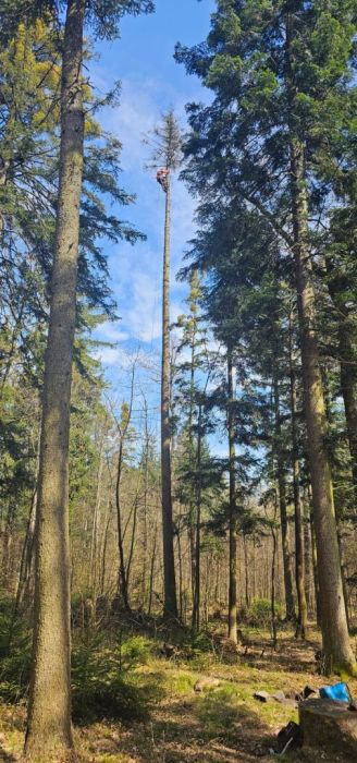 TREE CITY profesjonalna wycinka drzew i usługi ogrodowe: zdjecie 98592516