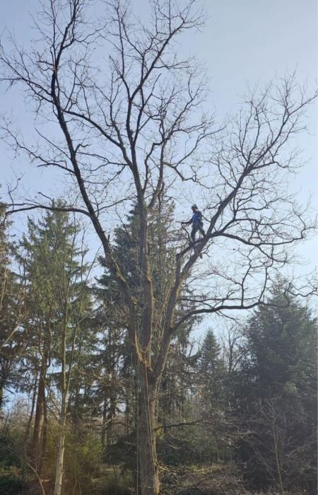 TREE CITY profesjonalna wycinka drzew i usługi ogrodowe: zdjecie 98592517