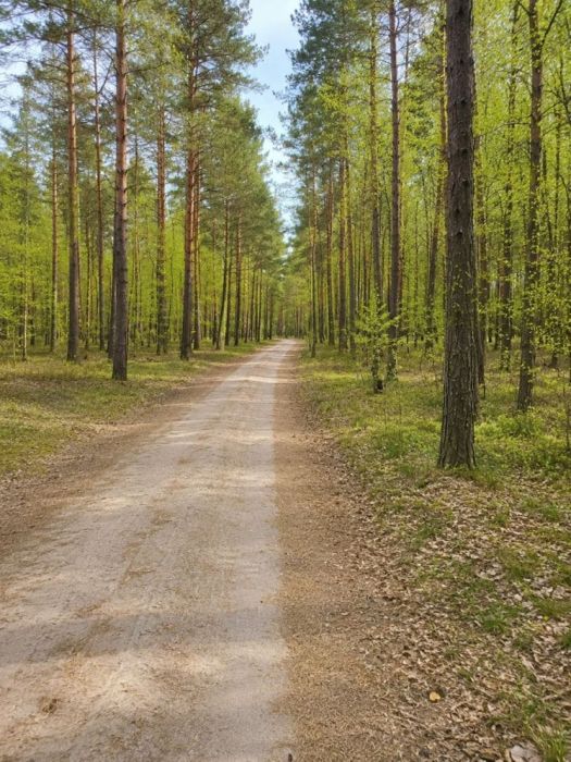 Działka z mediami – Męcikały, Bory Tucholskie: zdjęcie 98610654