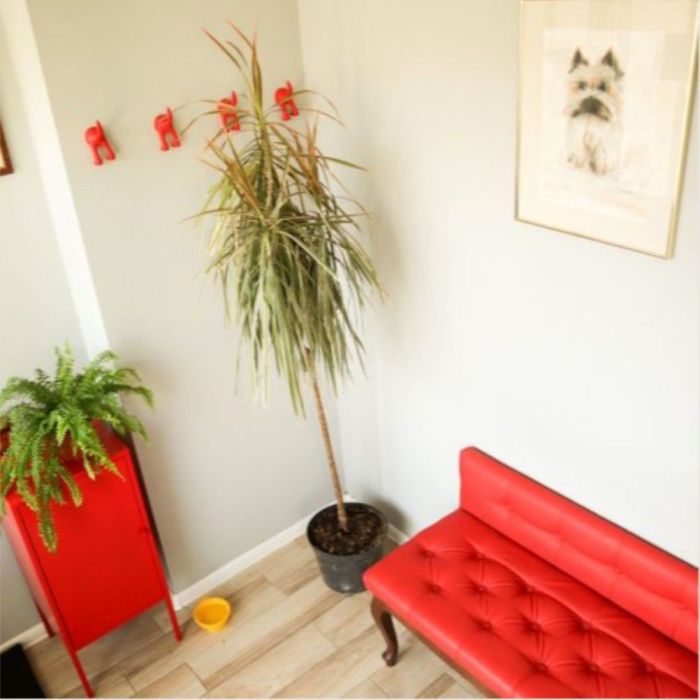 Groomer - psi fryzjer w salonie Dog Elite Gdańsk: zdjęcie 98623384