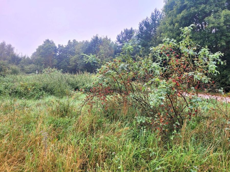 WZ|możliwy zakup kilku działek|600 m PKM|las: zdjęcie 98638484