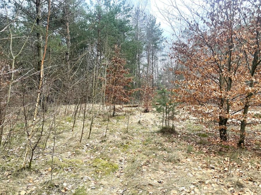 Działka budowlana 300 metrów od jeziora w Kamieniu: zdjęcie 98669359