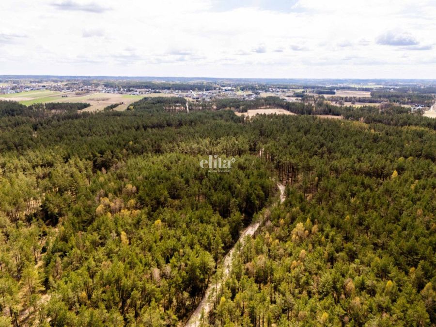 Las na sprzedaż 3,5 ha - gmina Linia: zdjęcie 98717705