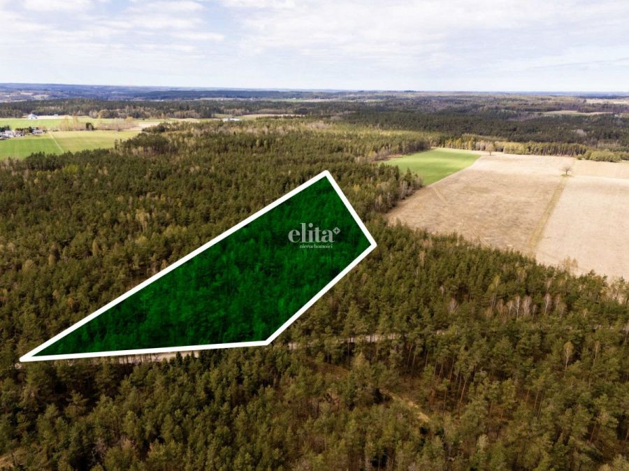 Las na sprzedaż 3,5 ha - gmina Linia: zdjęcie 98717706
