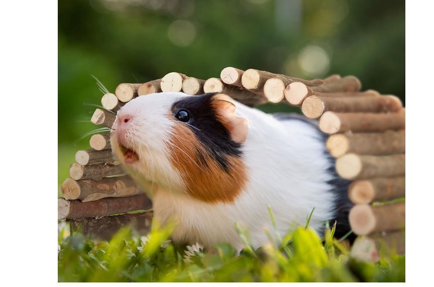 - 50% taniej* nowy domek 50zł: zdjęcie 98717900