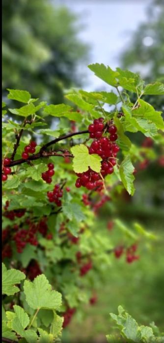 Sprzedam działkę rekreacyjną: zdjecie 98725526