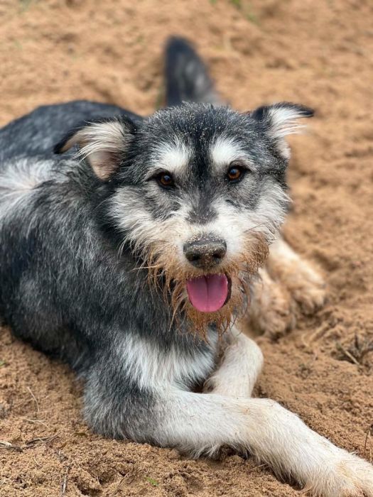 Pumba szuka swojego człowieka do końca świata :): zdjęcie 98732436