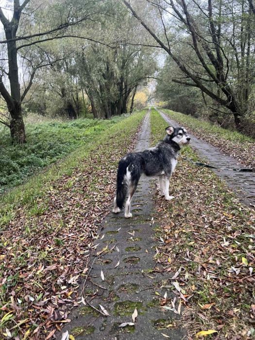 Pumba szuka swojego człowieka do końca świata :): zdjecie 98732437