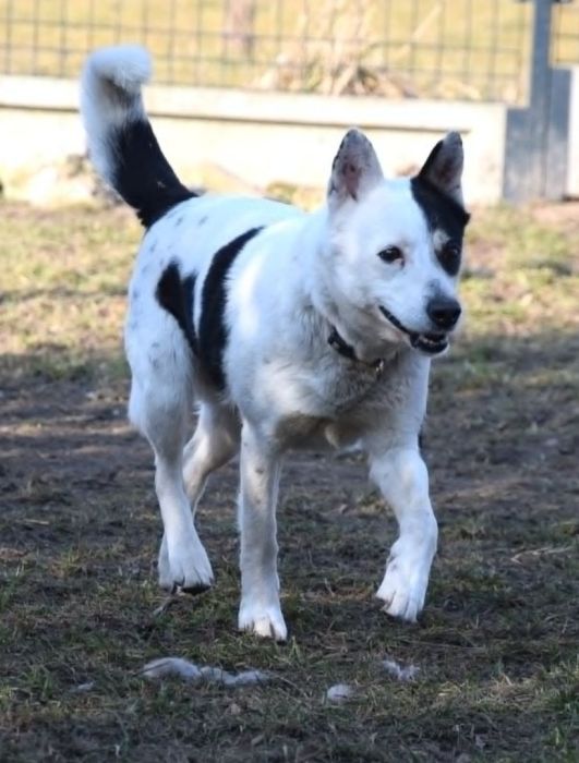 BIBI mała sunia łagodna i kochana szuka domu: zdjęcie 98755565