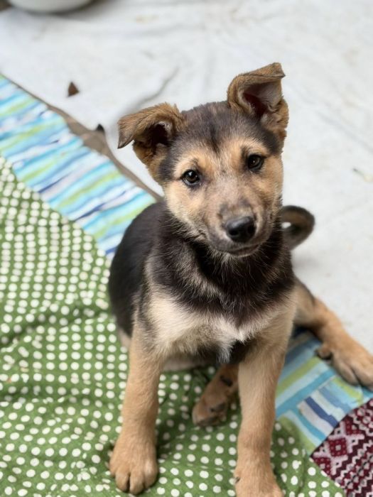 Lola - 4 miesięczny SZCZeniak szuka domu!