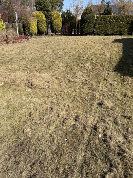 Wertykulacja trawników, nawożenie. Przycinanie żywopłotów: zdjecie 98843038