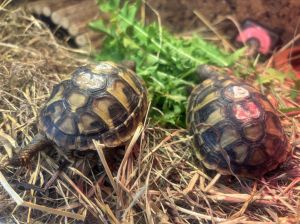 Żółwie greckie Gdynia, żółw grecki Gdynia Tanio sklep zoologiczny: zdjecie 66470516