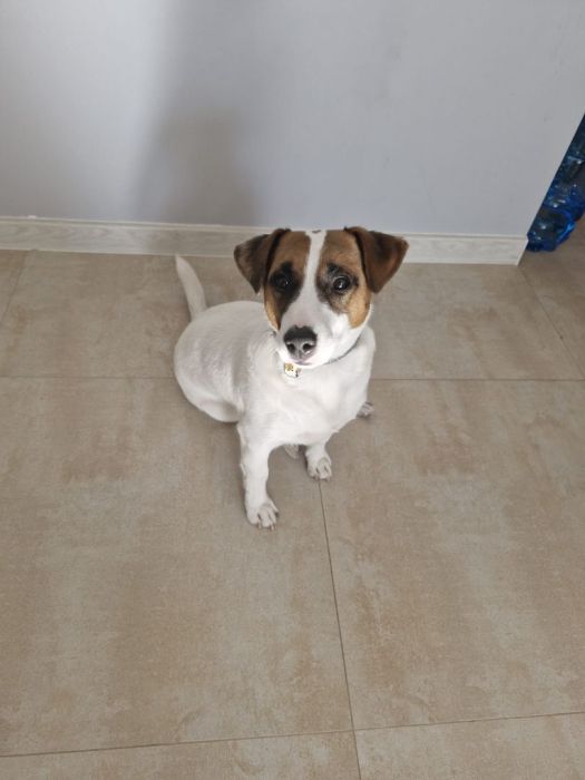 Jack Russell Terrier(młody piesek)